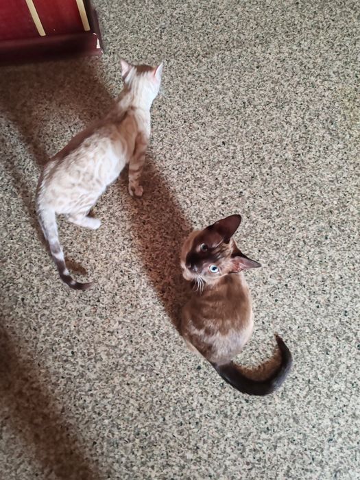 Новинка. Бенгалы самого редкого окраса "Соболь" и" Молочный шоколад" "