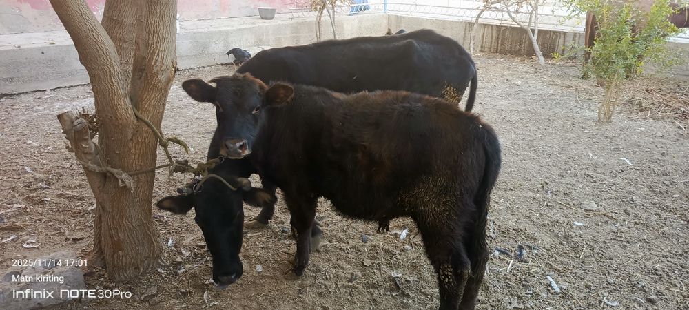 Ёш гуножинлар ва она бола сигир сотилади