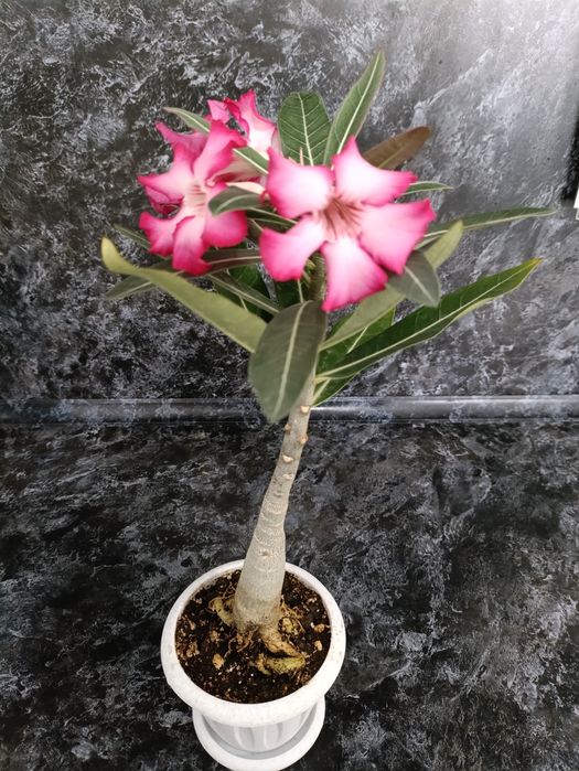 Продам  цветок АДЕНИУМ