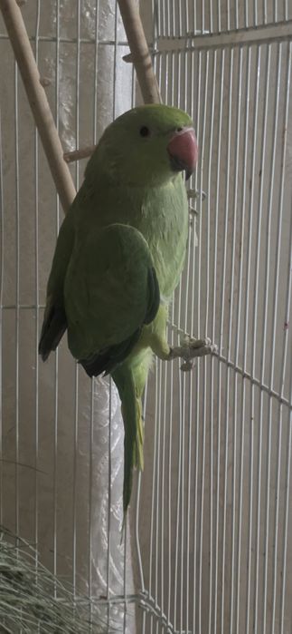 Ожереловый попугай 9 месяц