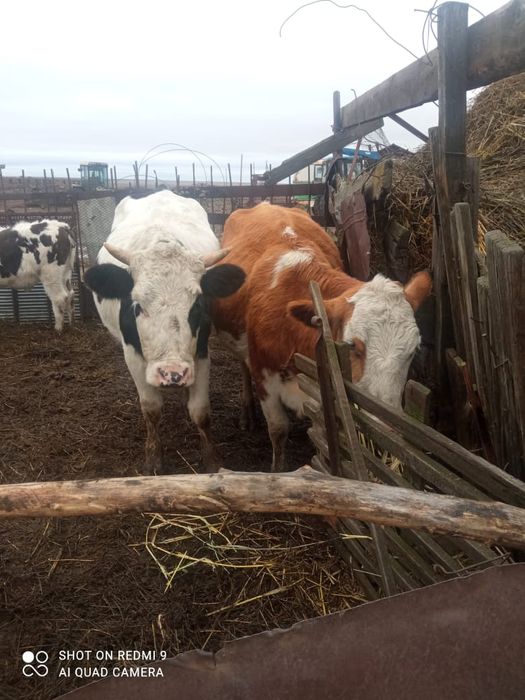 Продаётся крс  звоните пишите