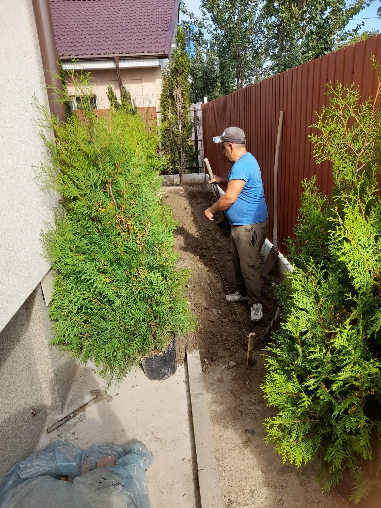 Plante ornamentale la prețuri de producător