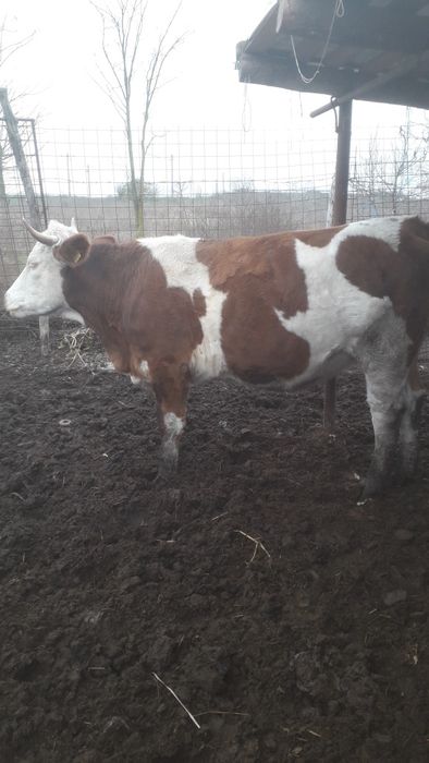 Vând junică bălțată românească