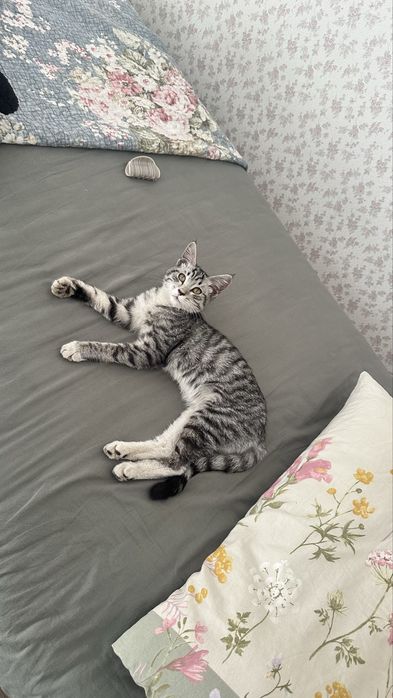Очень красивые котята