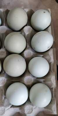 Oua Araucana pentru incubat