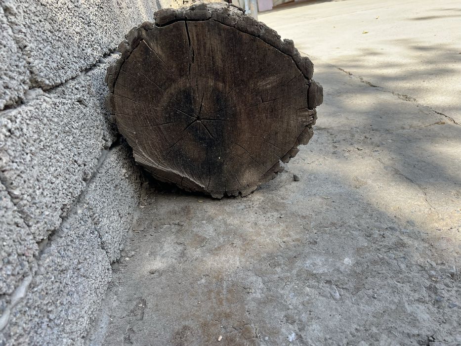 Yong’oq, Daraxt _ 2 ta Bor