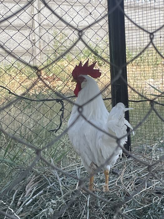 Продам Леггорн 7000 1 год