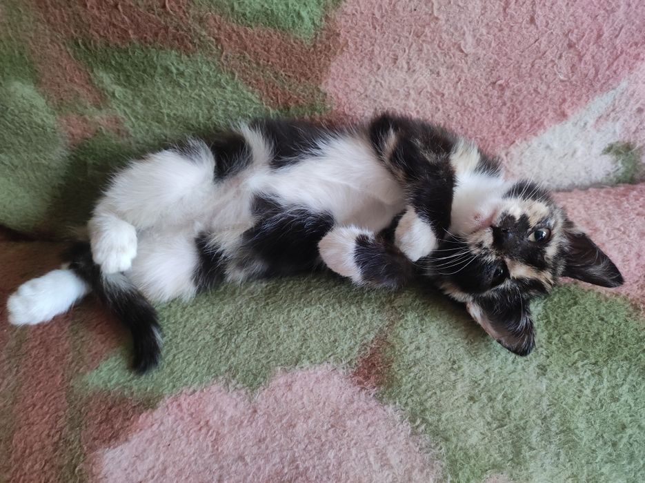 Котенок 3месяца девочка