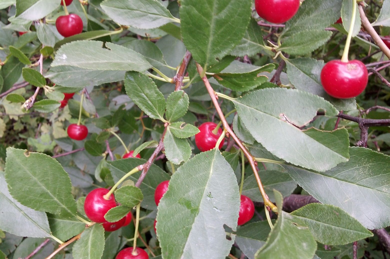 Продам вишню домашнюю