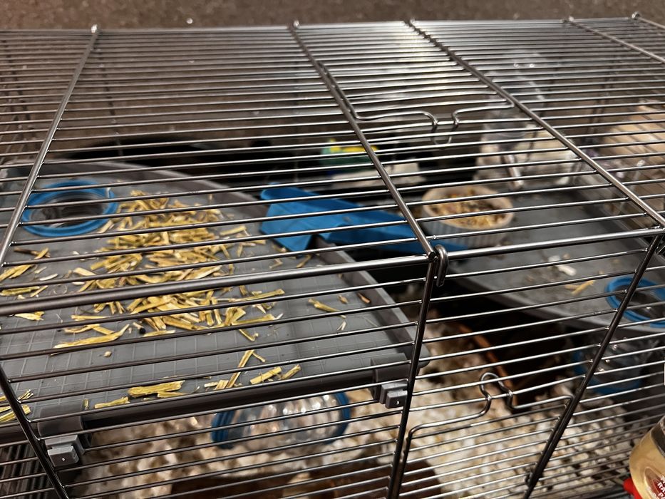 Hamster si cusca