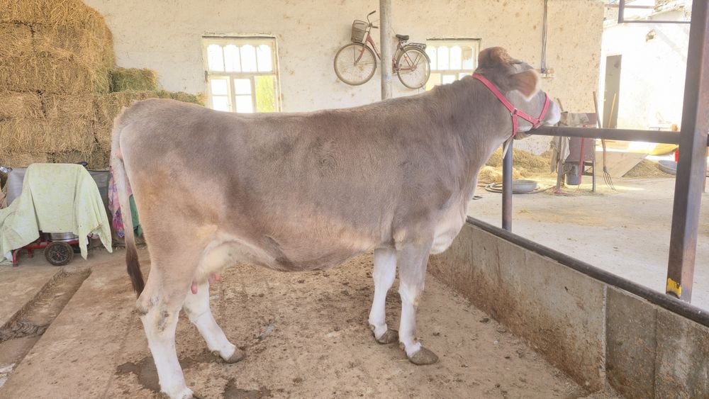 Бир корин тукан, иккинчисига бугоз. Пародаси юга-юз Швец