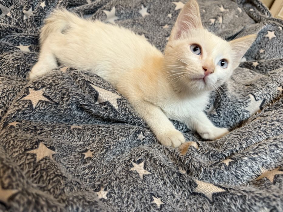 Отдам котенка самца  в любящие руки