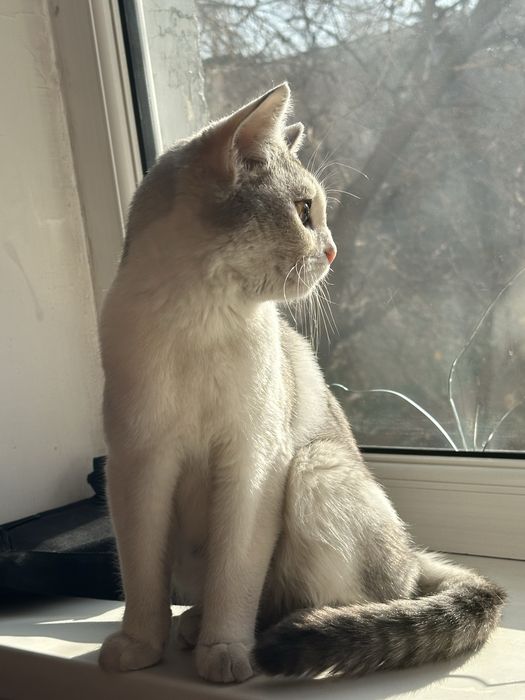 Отдам котенка в добрые руки