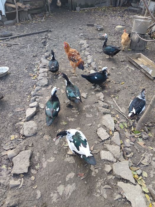 Vând rațe mute tinere