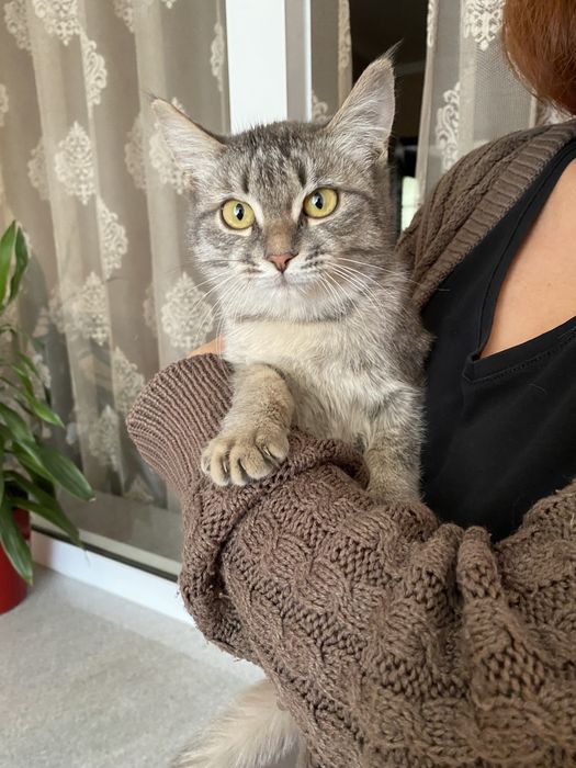 Пристраиваю котёнка