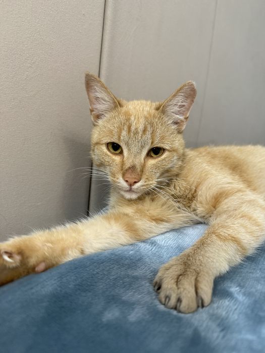 Рыжий Котик ищет семью. Кастрирован