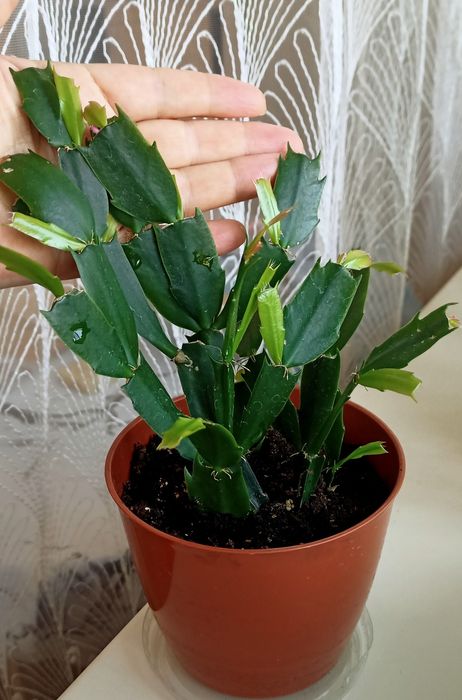 Комнатные цветый, разныет.