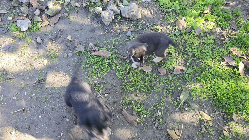 Donez căței metis Huski cu Ciobănesc German