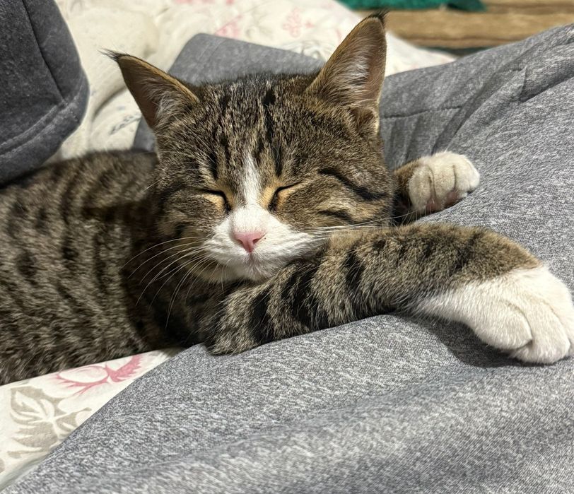 Игривая, милая кошечка даром