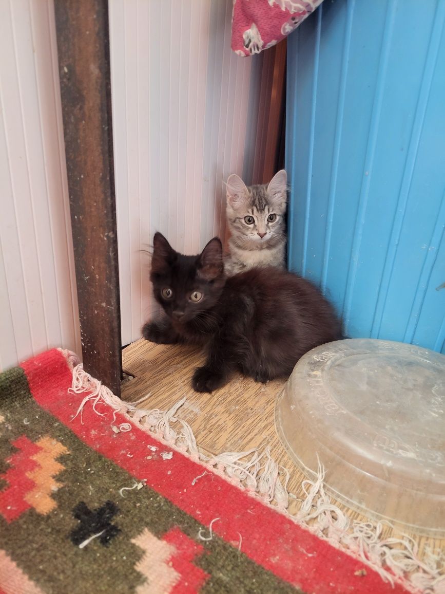 Котята бесплатно
