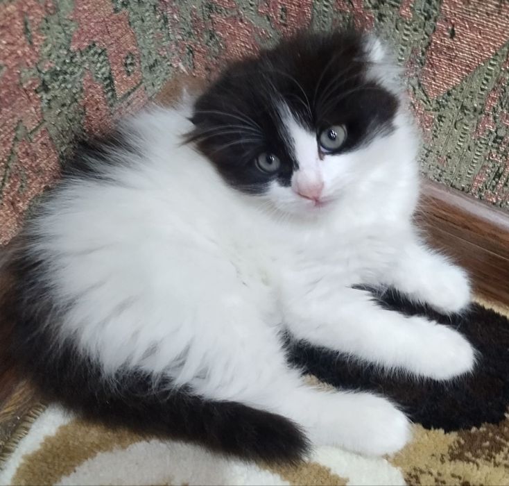 Шотландец 8 недель.