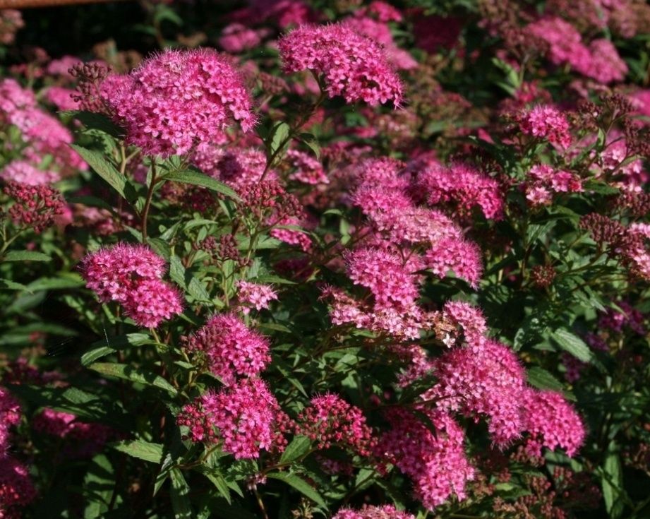 Spirea Bumalda Spirea Bumalda roșie (floare mov