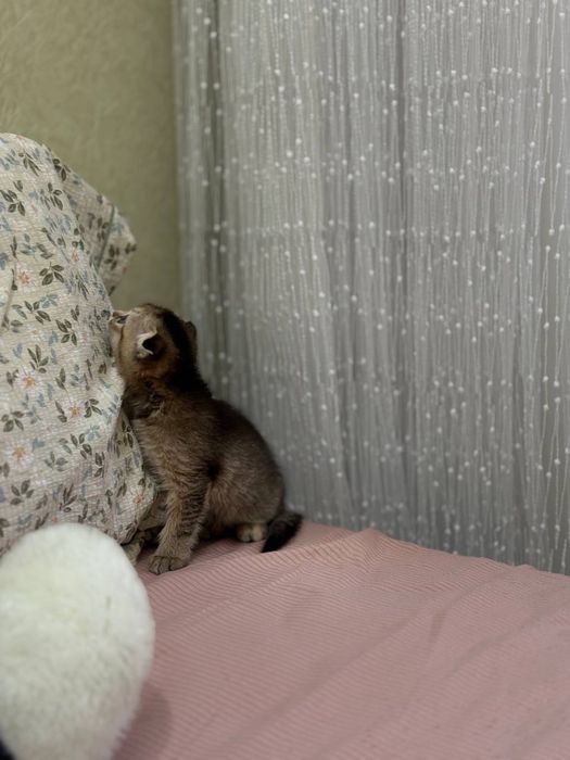 Золотис Британский Шиншиллла