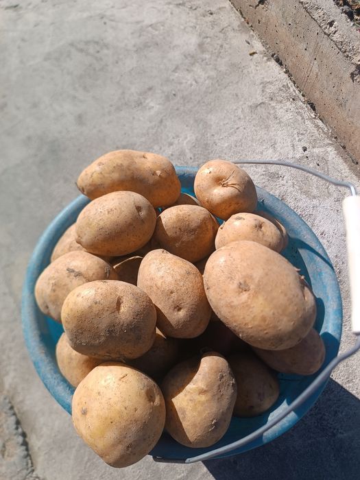 Продаётся картофель