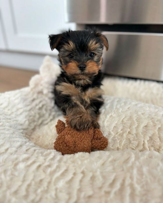 Yorkshire terrier talie mica