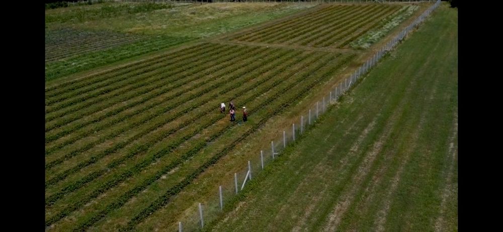 Afacere plantatie fructe