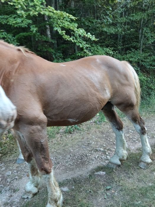 Cal de vânzare!!
