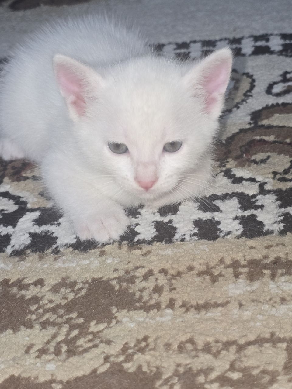Mushuk bolalari sotiladi