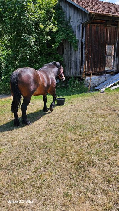 cal de vanzare, 4ani