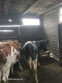 2 vitele baltate românești