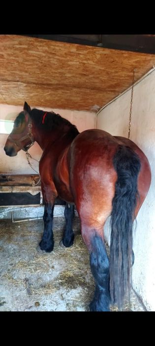 Vand armăsar de 4 ani