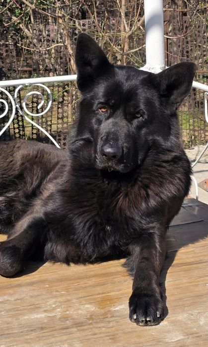 Кобель на вязку возраст три года