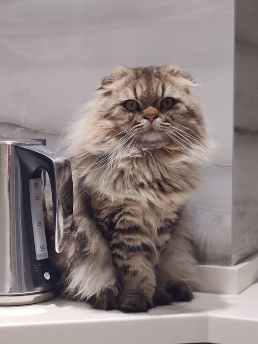 Вязка / Ищу невесты для скоттиш фолд