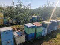 Vand stupi cu albine si centrifuga automatizata 6 rame reversibila