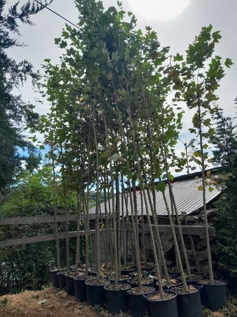 Mesteacăn Platan Katalpa Tei Prunus plante ornamentale copaci de decor