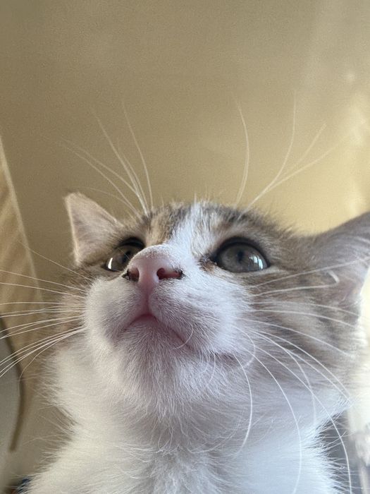 Домяшний котик, мальчик
