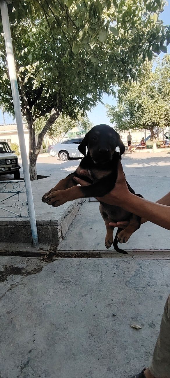 Doberman  gold ranglaridan ham bor