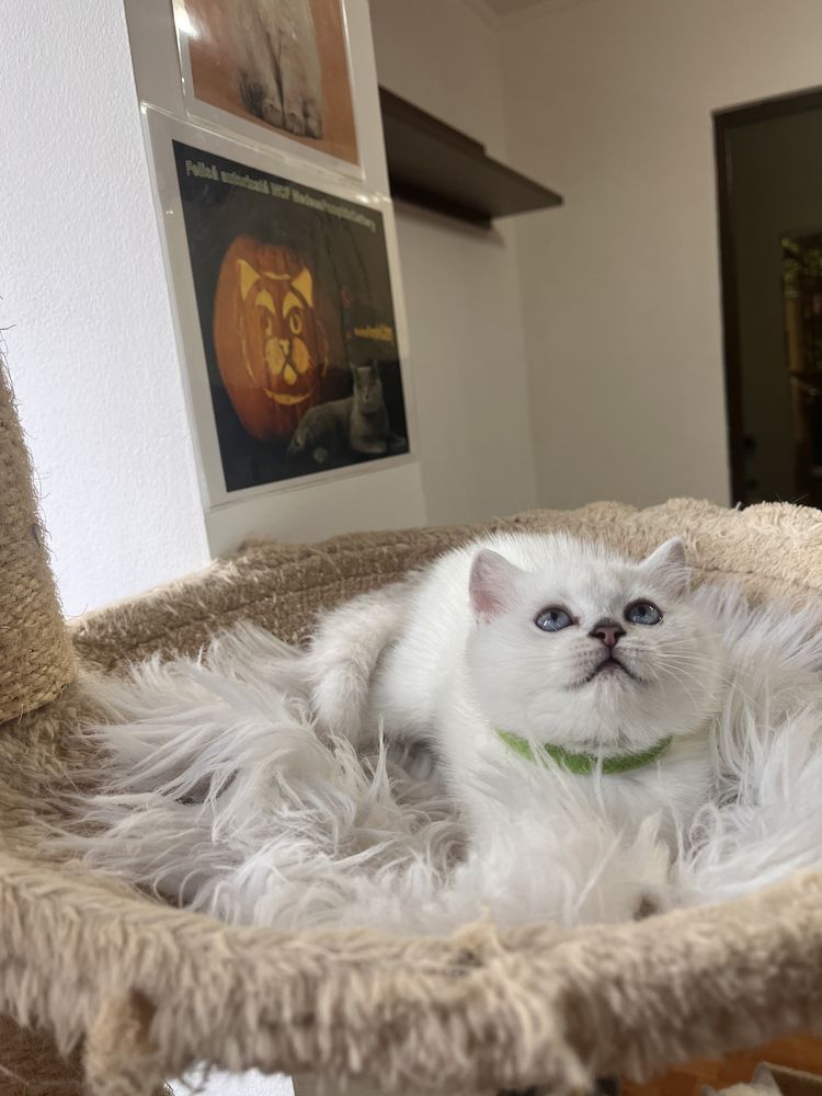 British shorthair chocolate shadedpoint