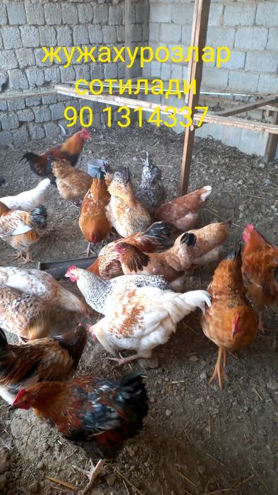 Хорозлар сотилади