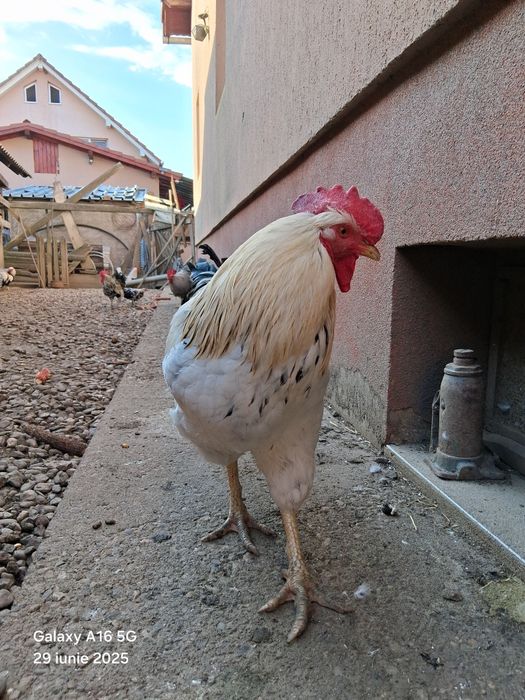 De vânzare cocoși