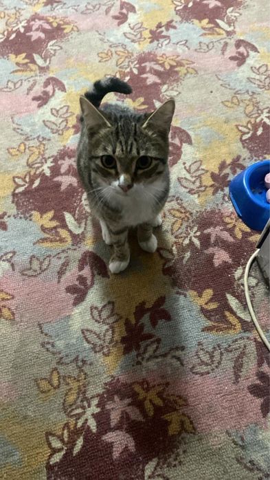 Отдам котенка мальчика в добрые руки