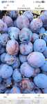 Prune Stanley,  ANASPATH agen si tuleu gras. 3,5 ron/kg