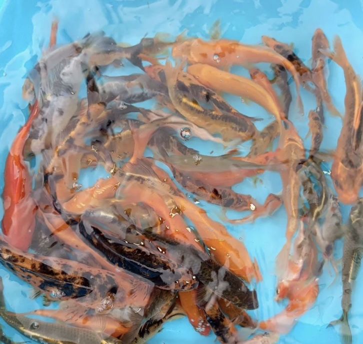 Koya Koi Коя карп коя платиниум вуаливый ховуз ва аквариум баликлари