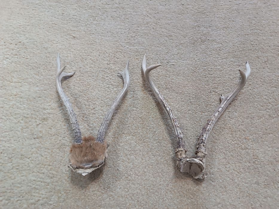 Рога косули старые