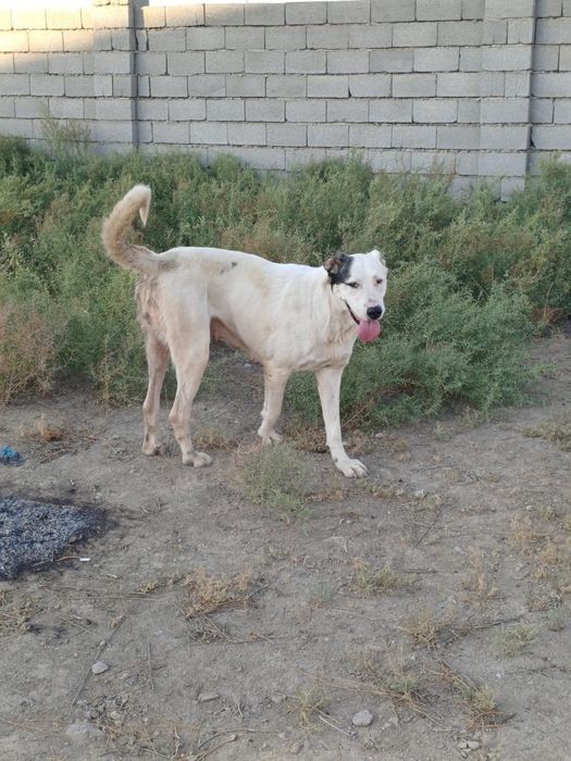 Тобет сатылады ургашы