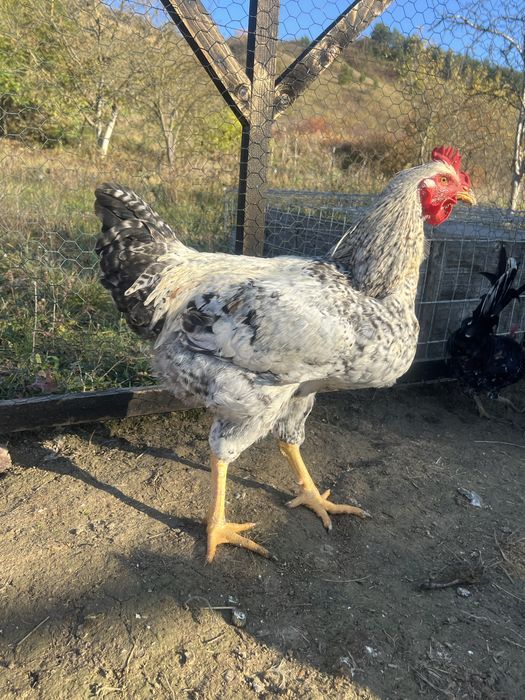 Cocoș tânăr de vanzare